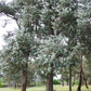 Eucalyptus Cendré