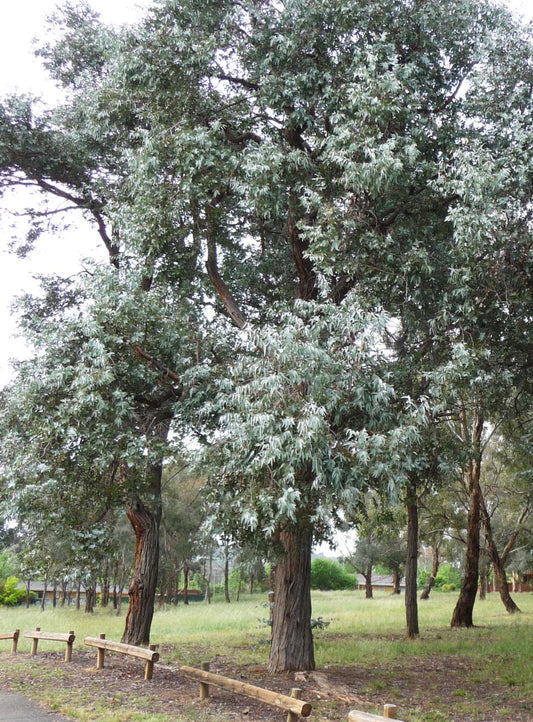 Eucalyptus Cendré