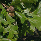 Chêne à gros fruits