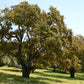 Chêne liège