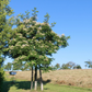 Arbre à miel