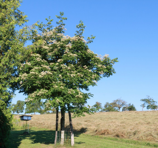 Arbre à miel