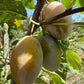 Prune Bianca di Bagnolo