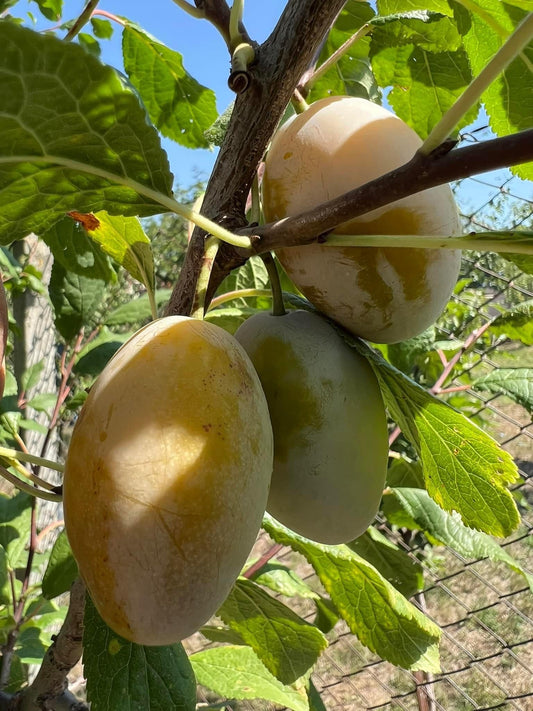 Prune Bianca di Bagnolo