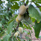 Prune Bianca di Bagnolo