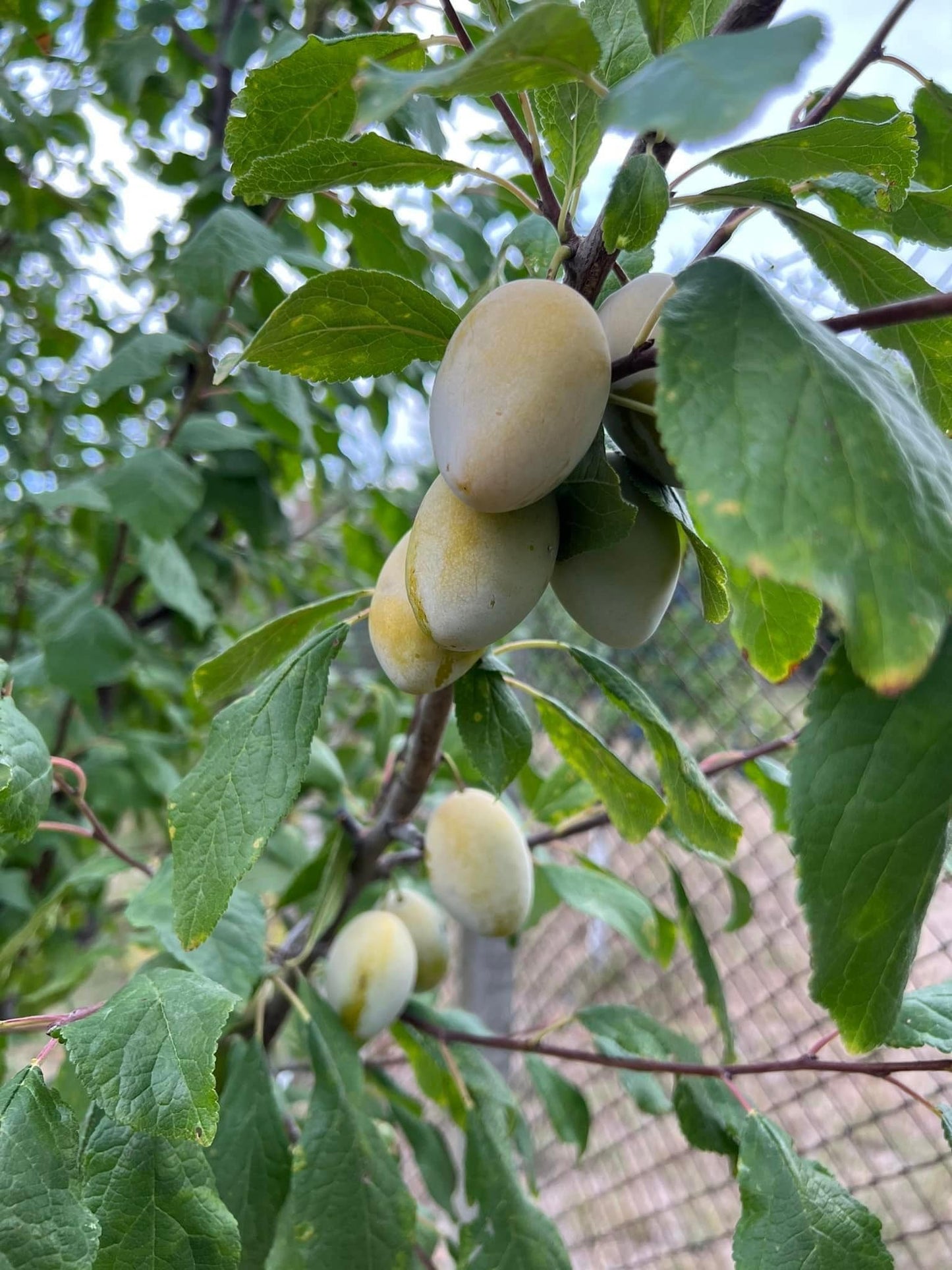 Prune Bianca di Bagnolo