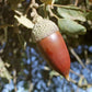 Chêne vert "Balotta"
