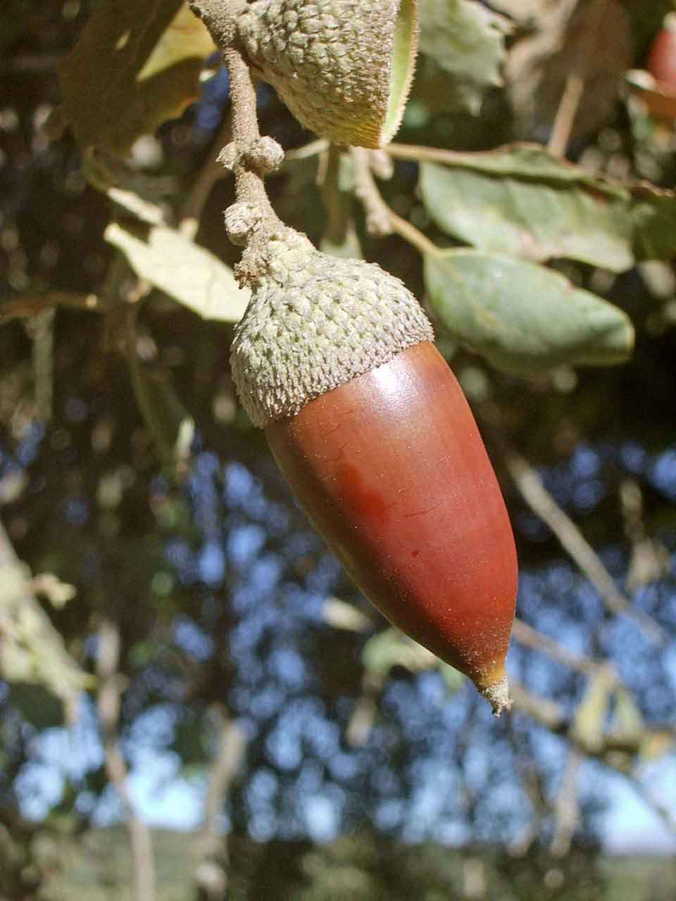 Chêne vert "Balotta"