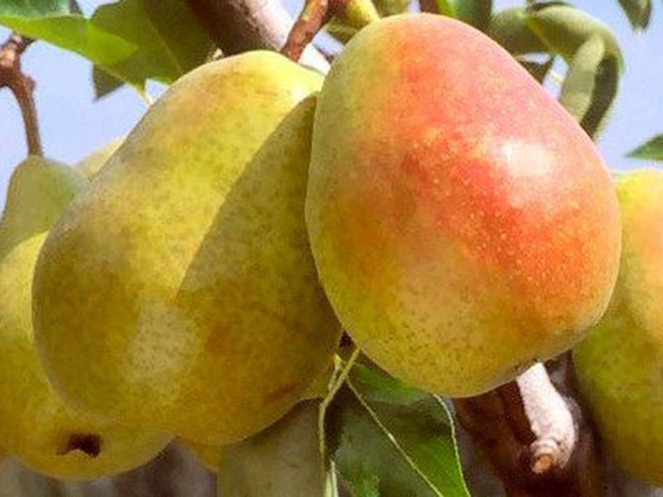 Poire Doyenné du Comice
