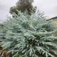 Eucalyptus "Baby Blue"