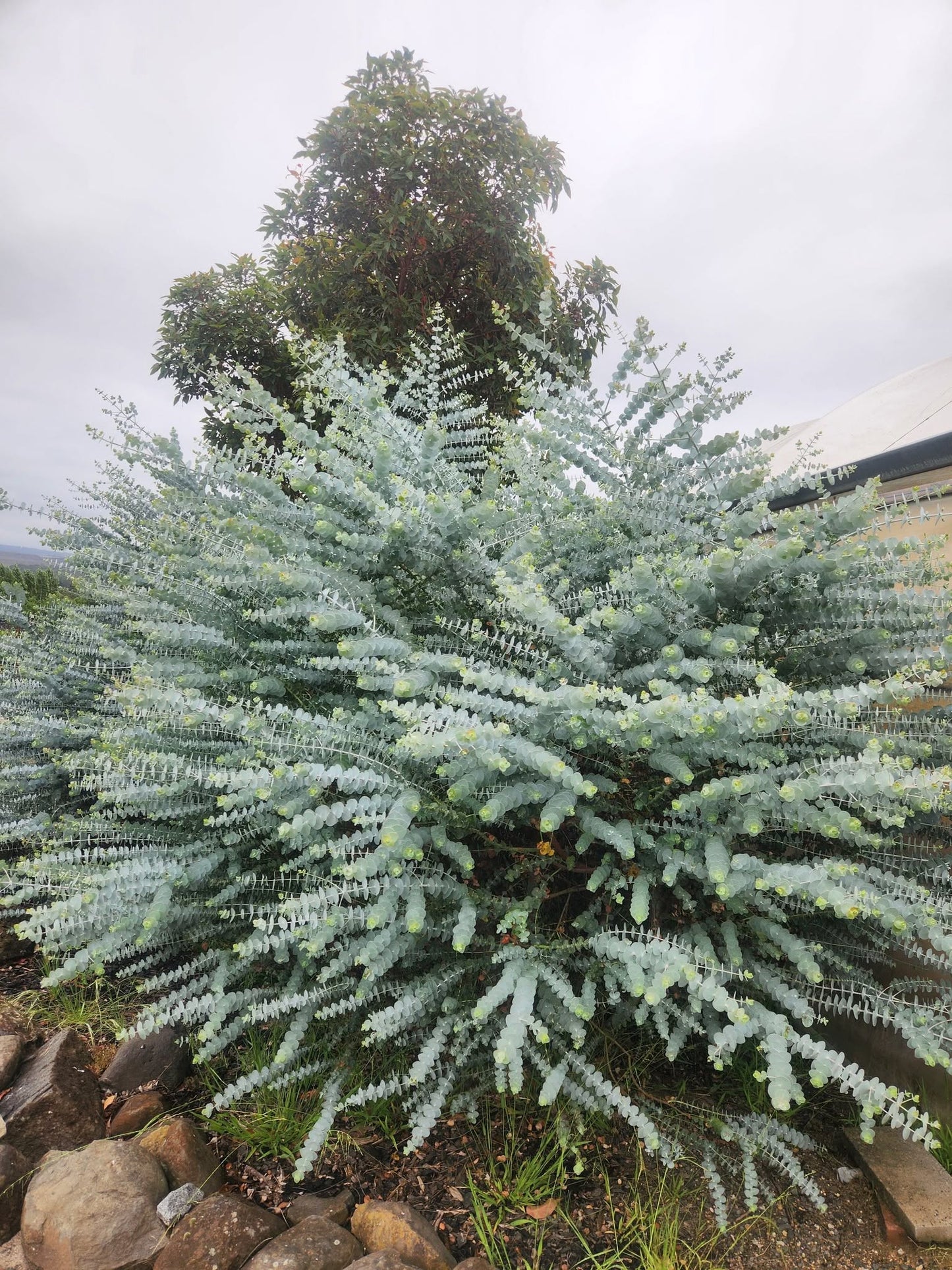 Eucalyptus "Baby Blue"