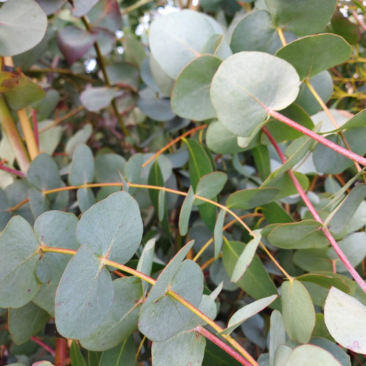 Eucalyptus Cendré