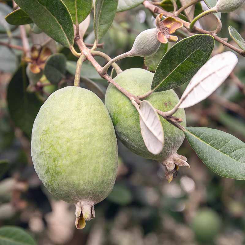 Feijoa