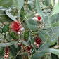 Feijoa