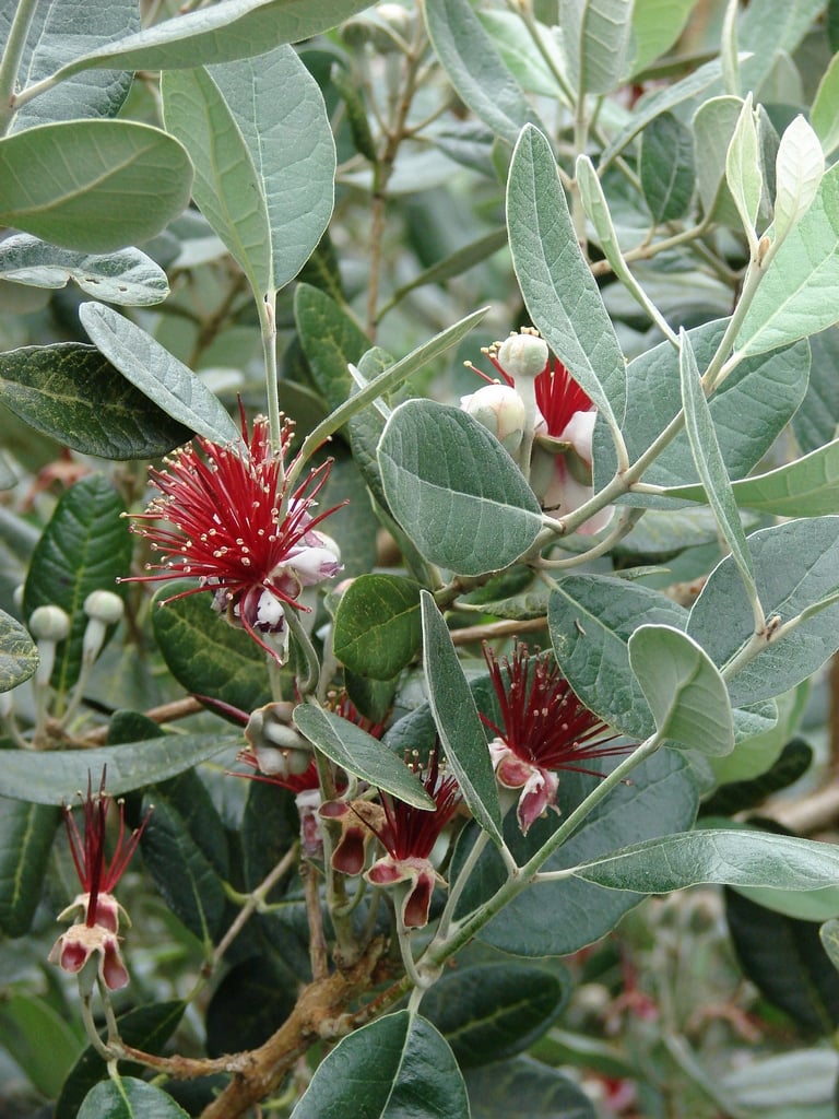 Feijoa