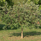 Feijoa
