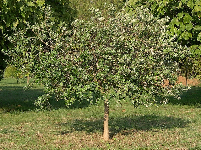 Feijoa