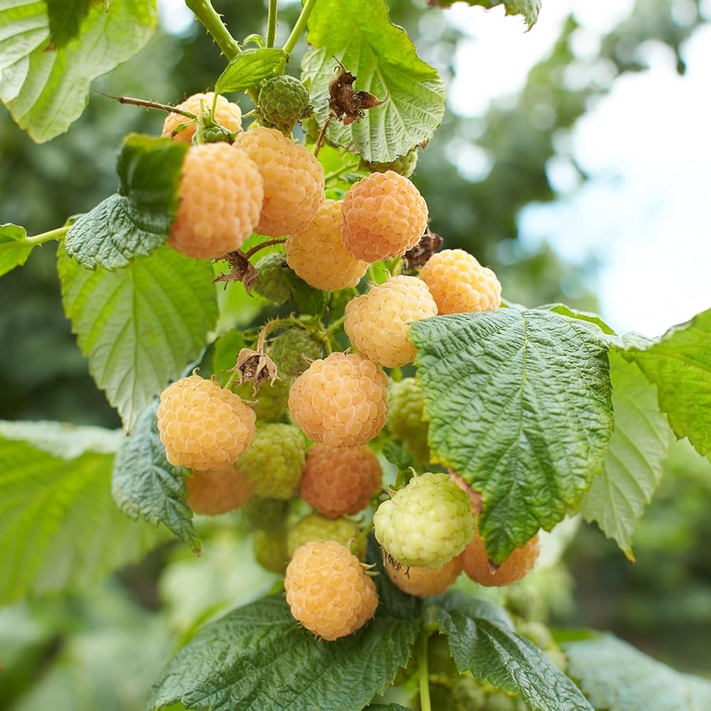 Framboise Fall Gold
