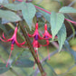 Fuchsia Royal "Reitzii"