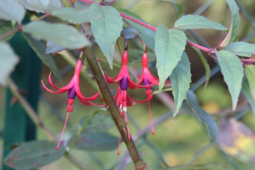 Fuchsia Royal "Reitzii"