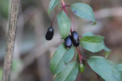 Fuchsia Royal "Reitzii"