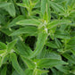 Menthe des Montagnes