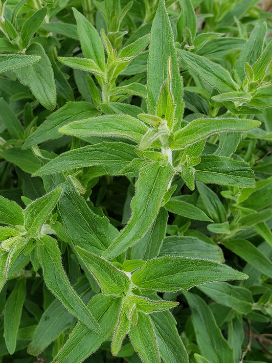 Menthe des Montagnes