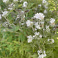 Menthe des Montagnes