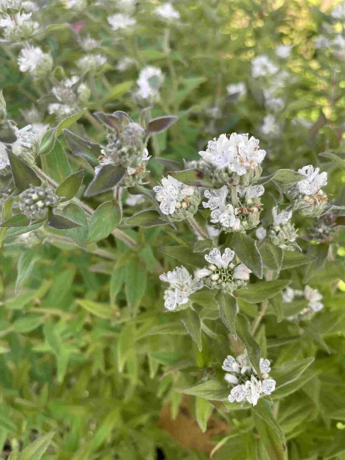 Menthe des Montagnes