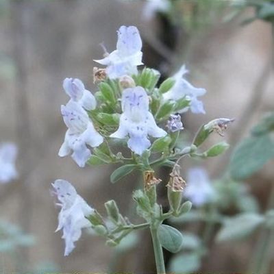 Micromérie du Liban