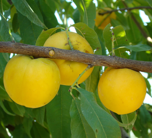 Nectarine Alberge
