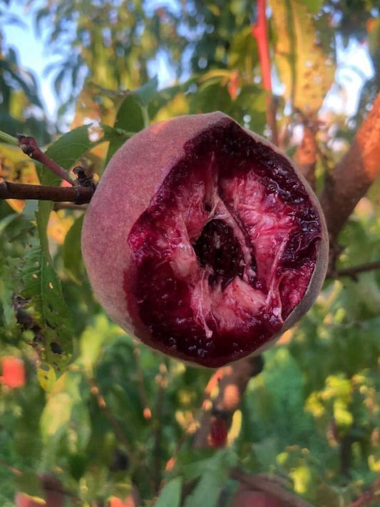 Pêche Carota