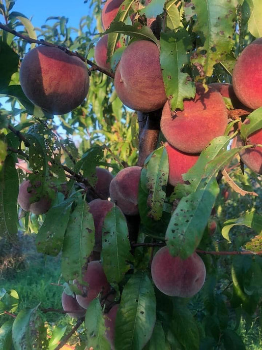 Pêche Carota