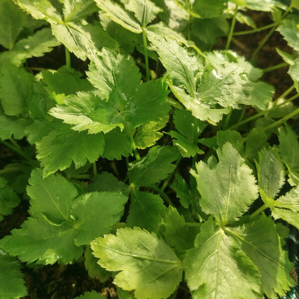 Persil Mitsuba