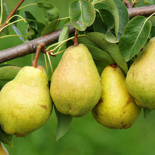Poire Doyenné du Comice
