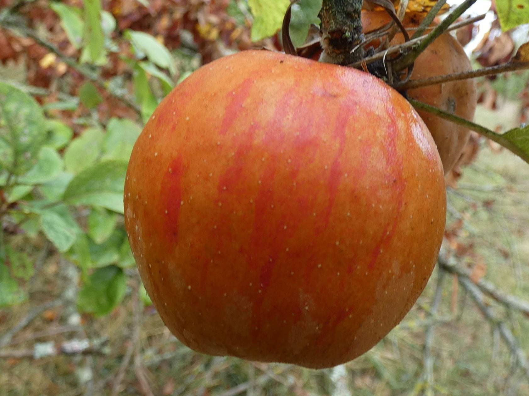 Pomme Anisha – Udarre Sagarra – Arômes et Fruits