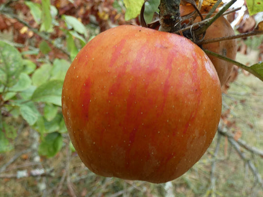 Pomme Anisha – Udarre Sagarra