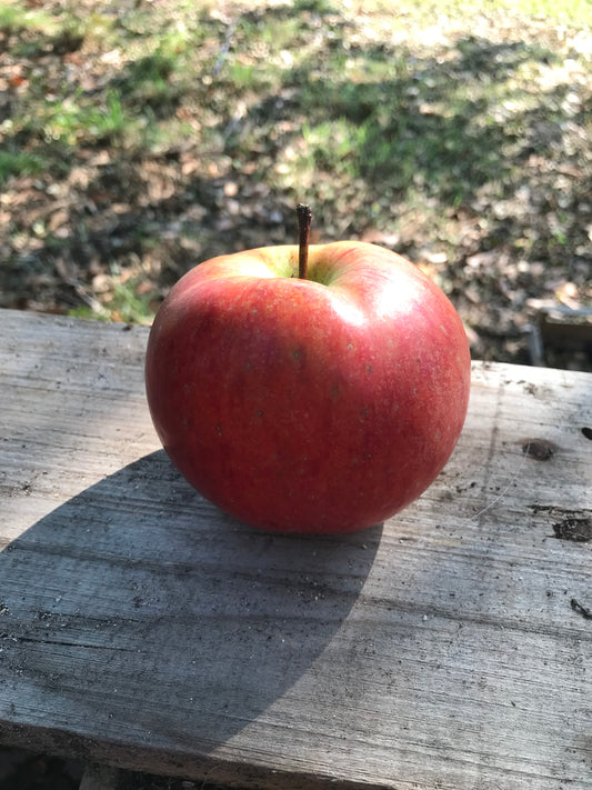 Pomme d'Albret