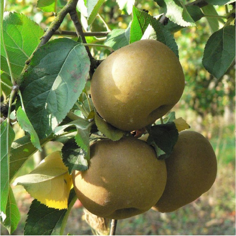 Pomme Fenouillet Aubert