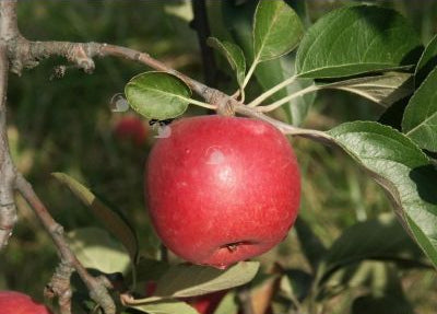 Pomme Rose de Hollande