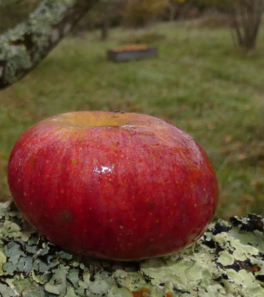 Pommes – Arômes et Fruits