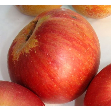 Pomme Châtaignier