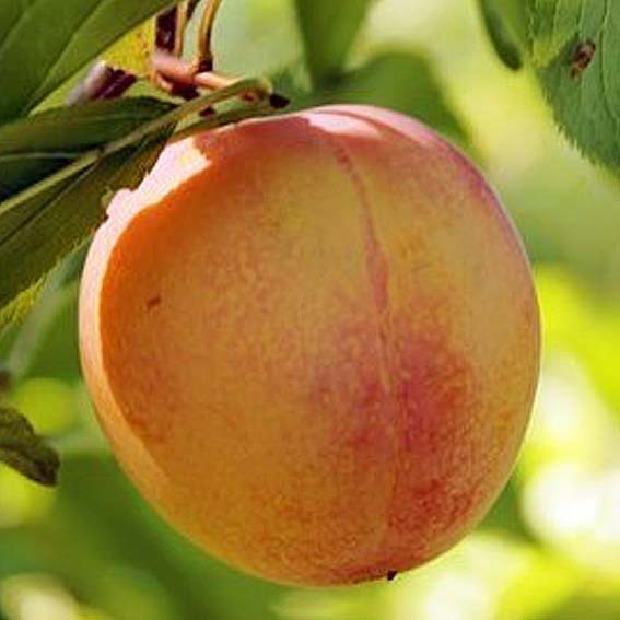 Prune Abricot