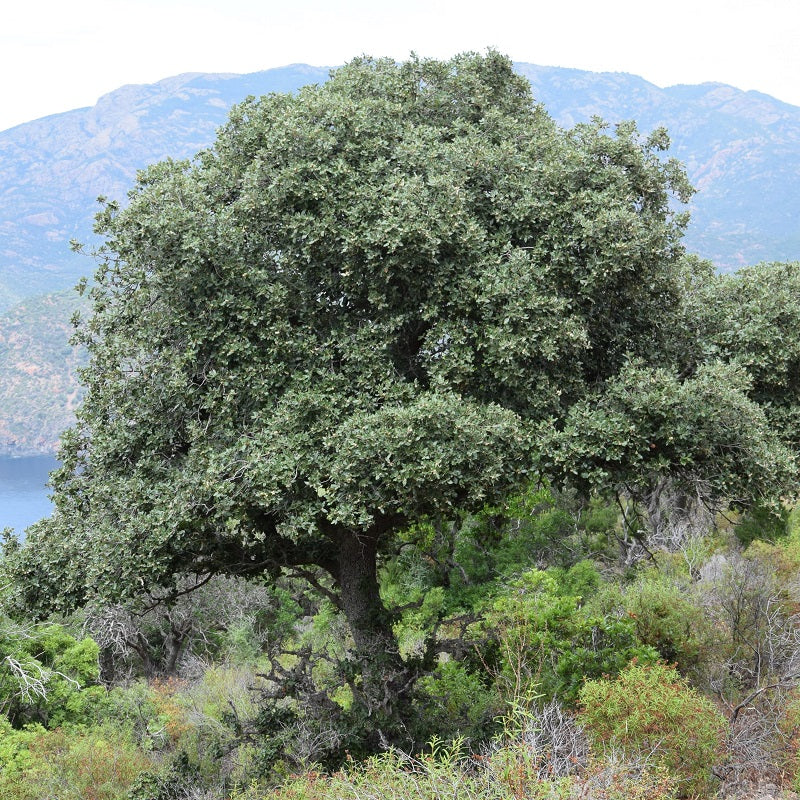 Chêne vert "Balotta"