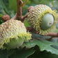 Chêne à gros fruits