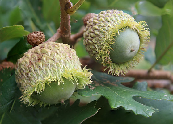 Chêne à gros fruits