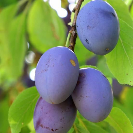 Prune Quetsche d'Alsace