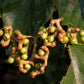 Raisinier de Chine