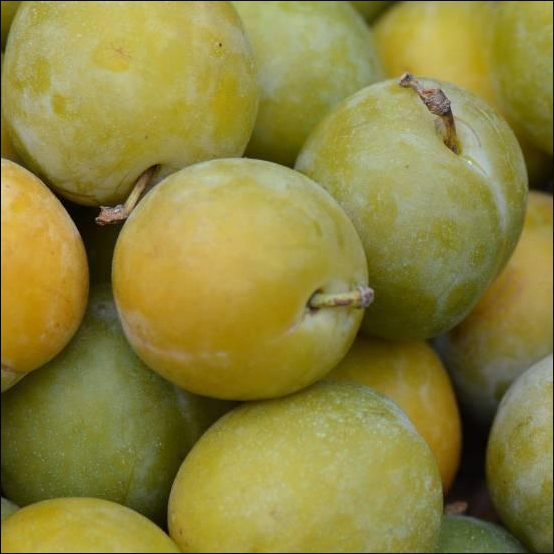 Prune Reine Claude Dorée