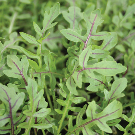Roquette sauvage dragon’s tongue